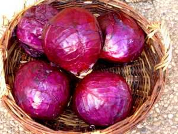 Produktfoto zu Rotkohl